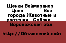 Щенки Веймаранер › Цена ­ 40 000 - Все города Животные и растения » Собаки   . Воронежская обл.